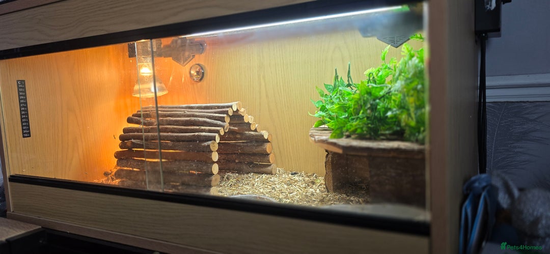 Tortoise reptiles for sale: Horsefield tortoises  - Advert 5