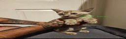 Bengal cats for sale: Snow mink bengals ready now - Advert 23