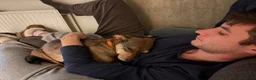 Mixed Breed dogs for sale: Tella  - Advert 7