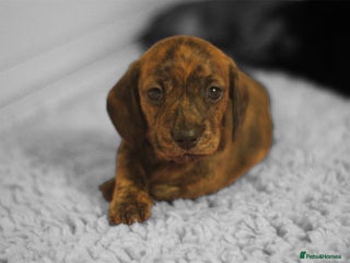 Miniature Dachshund dogs Miniature smooth hair dachshund puppies - Advert 7
