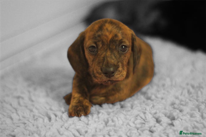 Miniature Dachshund dogs Miniature smooth hair dachshund puppies - Advert 2