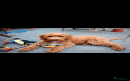 Goldendoodle dogs for sale: Stunning red goldendoodles - Advert 5