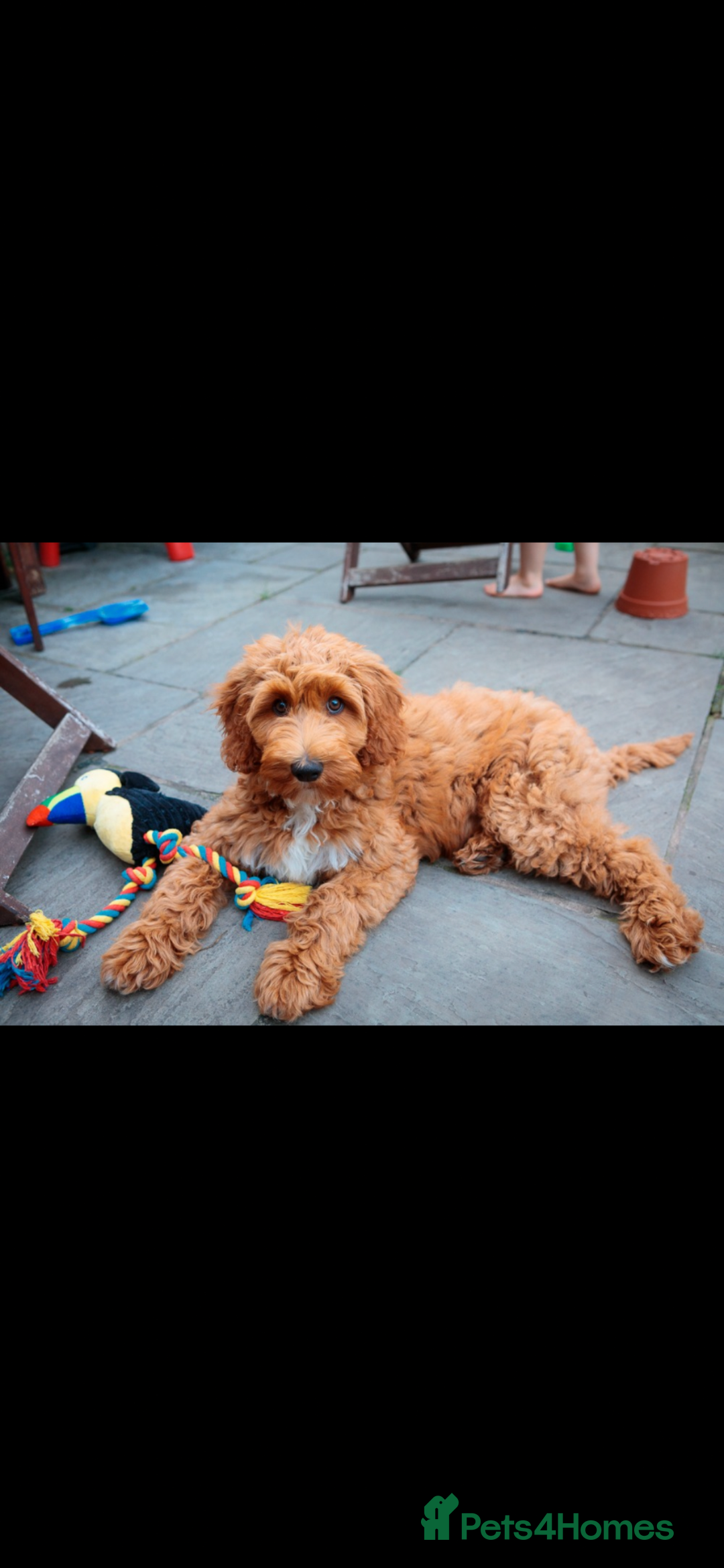 Goldendoodle dogs for sale: Stunning red goldendoodles - Advert 5