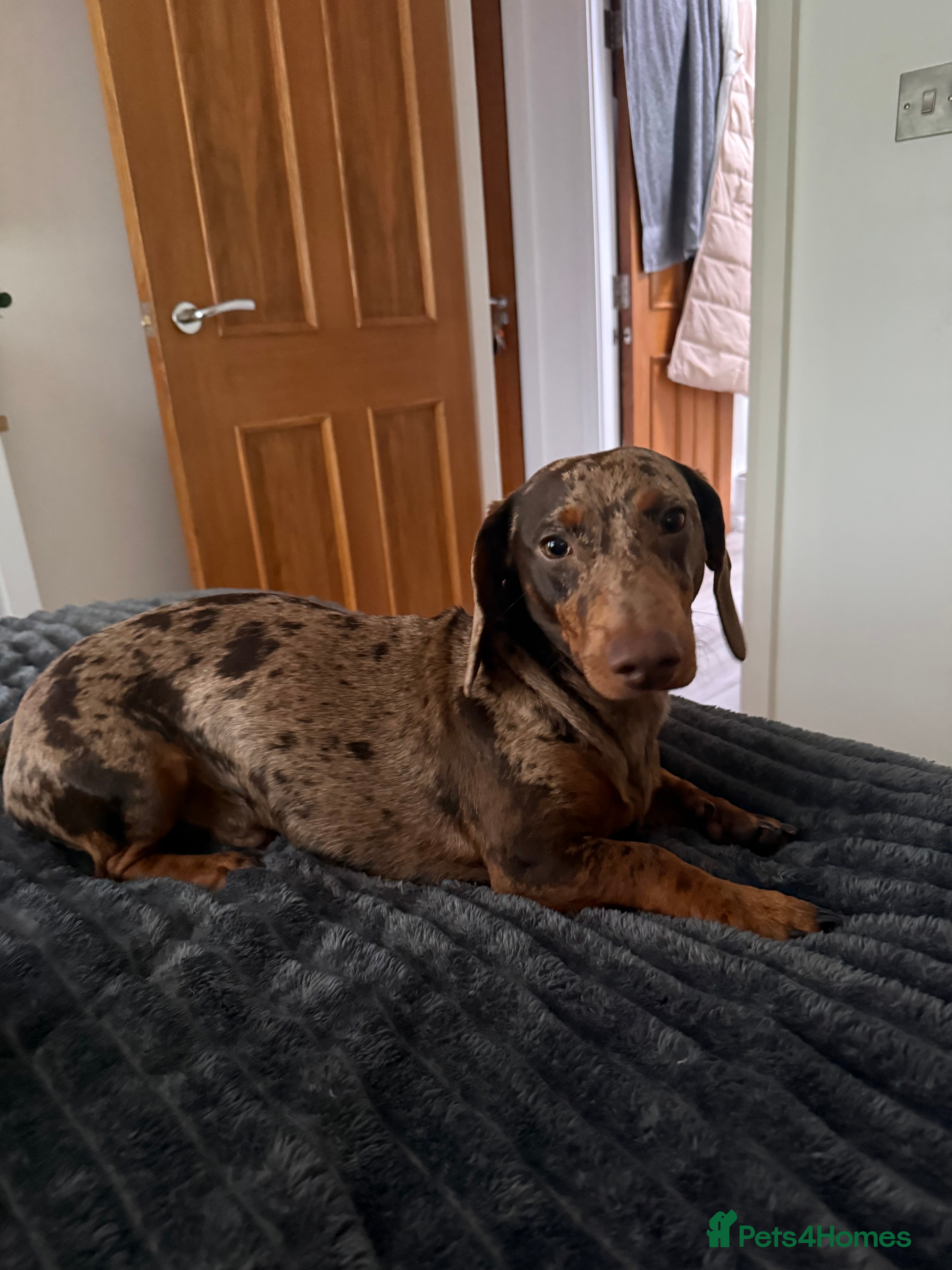 Dachshund dogs 10 month old Dapple dachshund - Advert 1