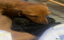 Miniature Dachshund dogs for sale: Litter of 8 mini smooth hair Daschund puppies  - Image 4