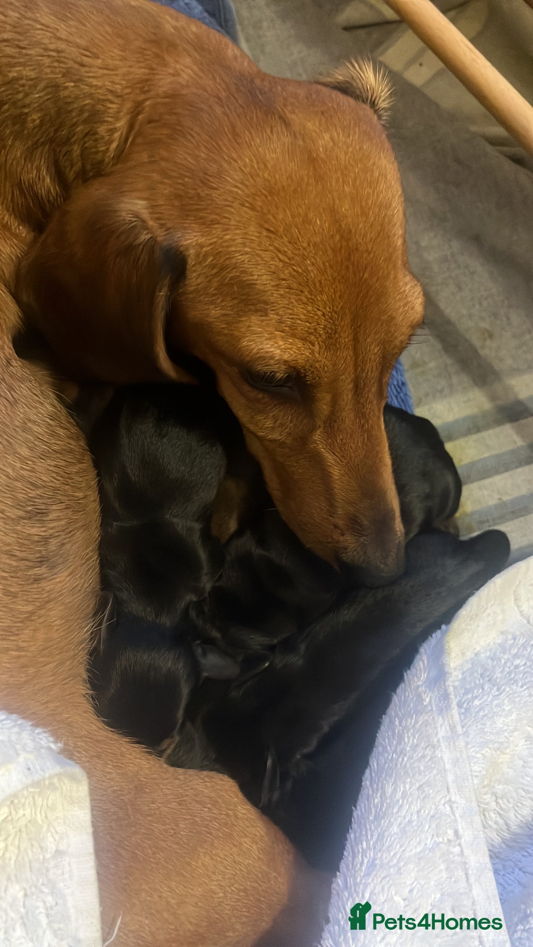 Miniature Dachshund dogs for sale: Litter of 8 mini smooth hair Daschund puppies  - Image 4