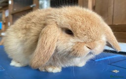 Mini Lop rabbits for sale: VACCINATED/wormed/flead mini lop babies  - Image 16