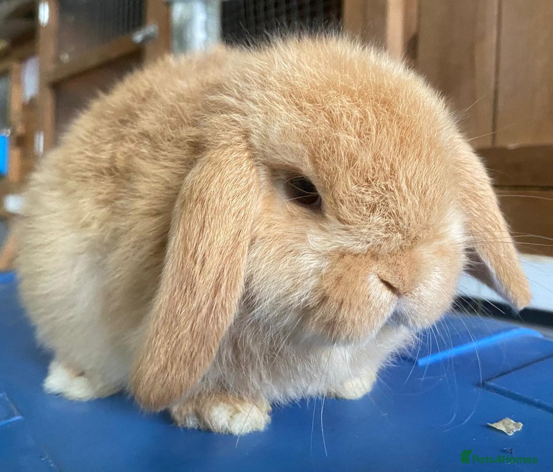 Mini Lop rabbits for sale: VACCINATED/wormed/flead mini lop babies  - Image 16