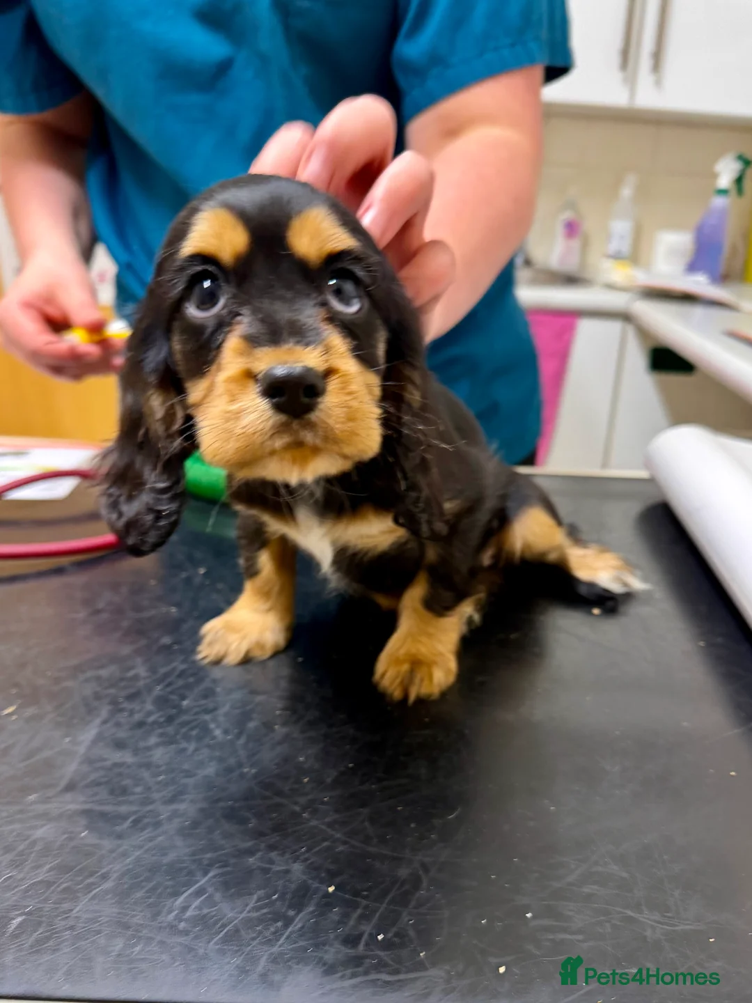 Cocker Spaniel dogs for sale: Stunning ideal family pups  - Advert 32