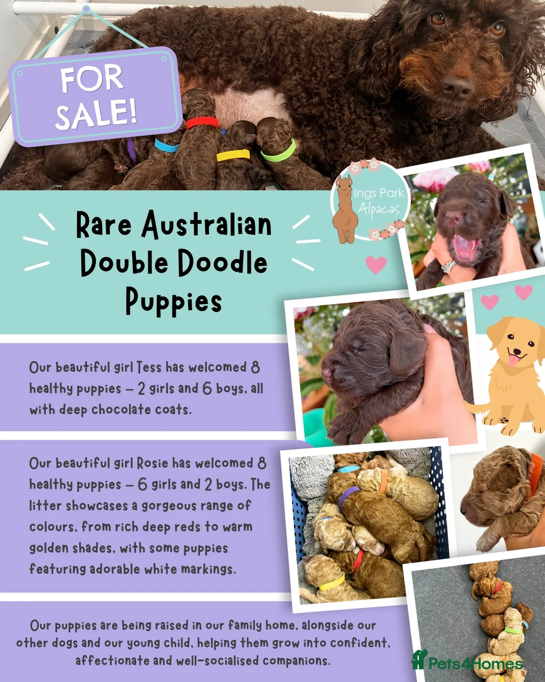 Double Doodle dogs for sale: Rare Australian Double Doodles - Advert 2