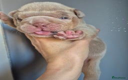 English Bulldog dogs for sale: Beautiful Litter Of New English Bulldog Puppies - Image 3