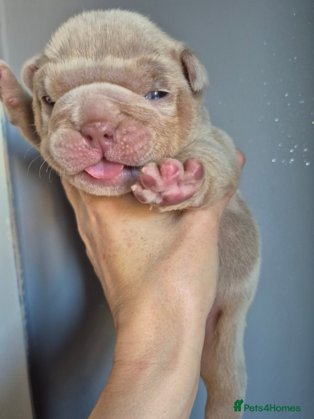 English Bulldog dogs for sale: Beautiful Litter Of New English Bulldog Puppies - Image 3