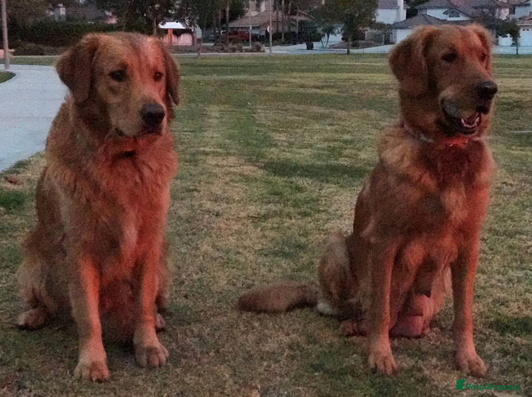 Golden Retriever dogs for sale: Golden Retriever Puppies - Image 8