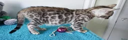 Bengal cats for sale: Bengal Rosette Girl Kitten - Advert 6