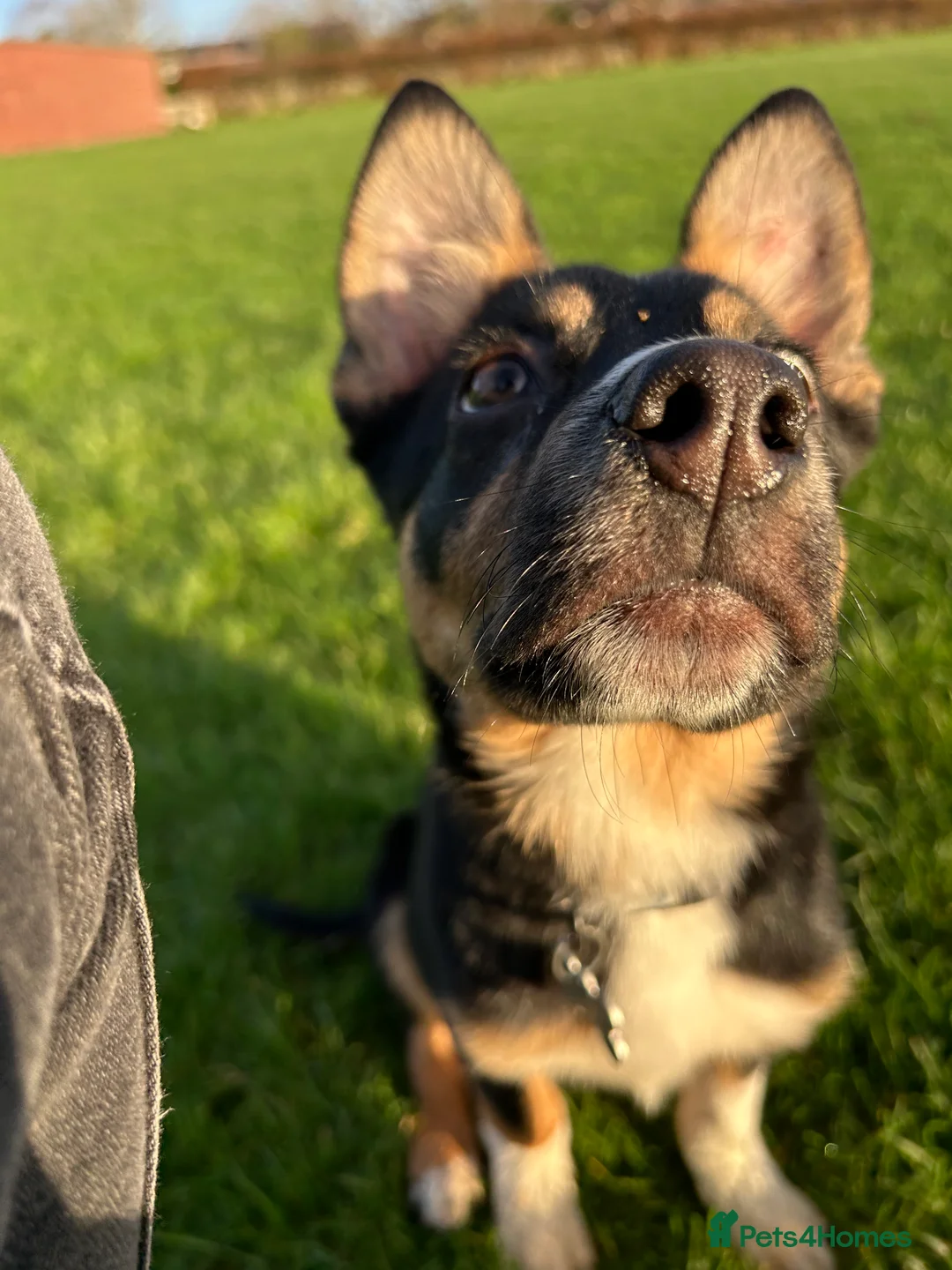 Mixed Breed dogs for sale: Angus - Advert 5