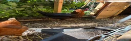 Chickens poultry for sale: One Light sussex & one black rock hens for sale  in Dover - Advert 5