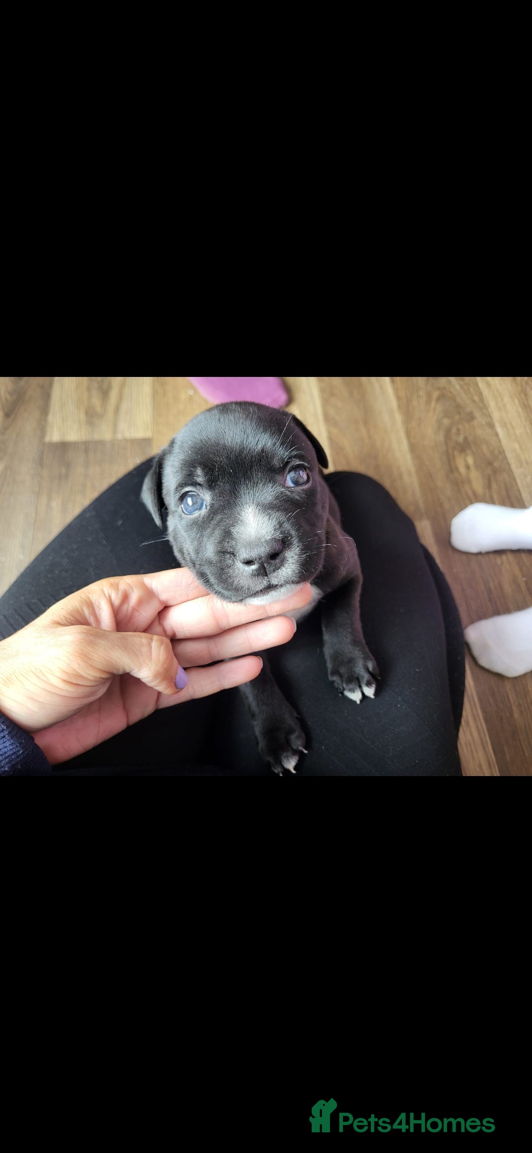 Staffordshire Bull Terrier dogs for sale: KC Reg Staffy Pups – Beautiful Chunky Puppys - Image 15