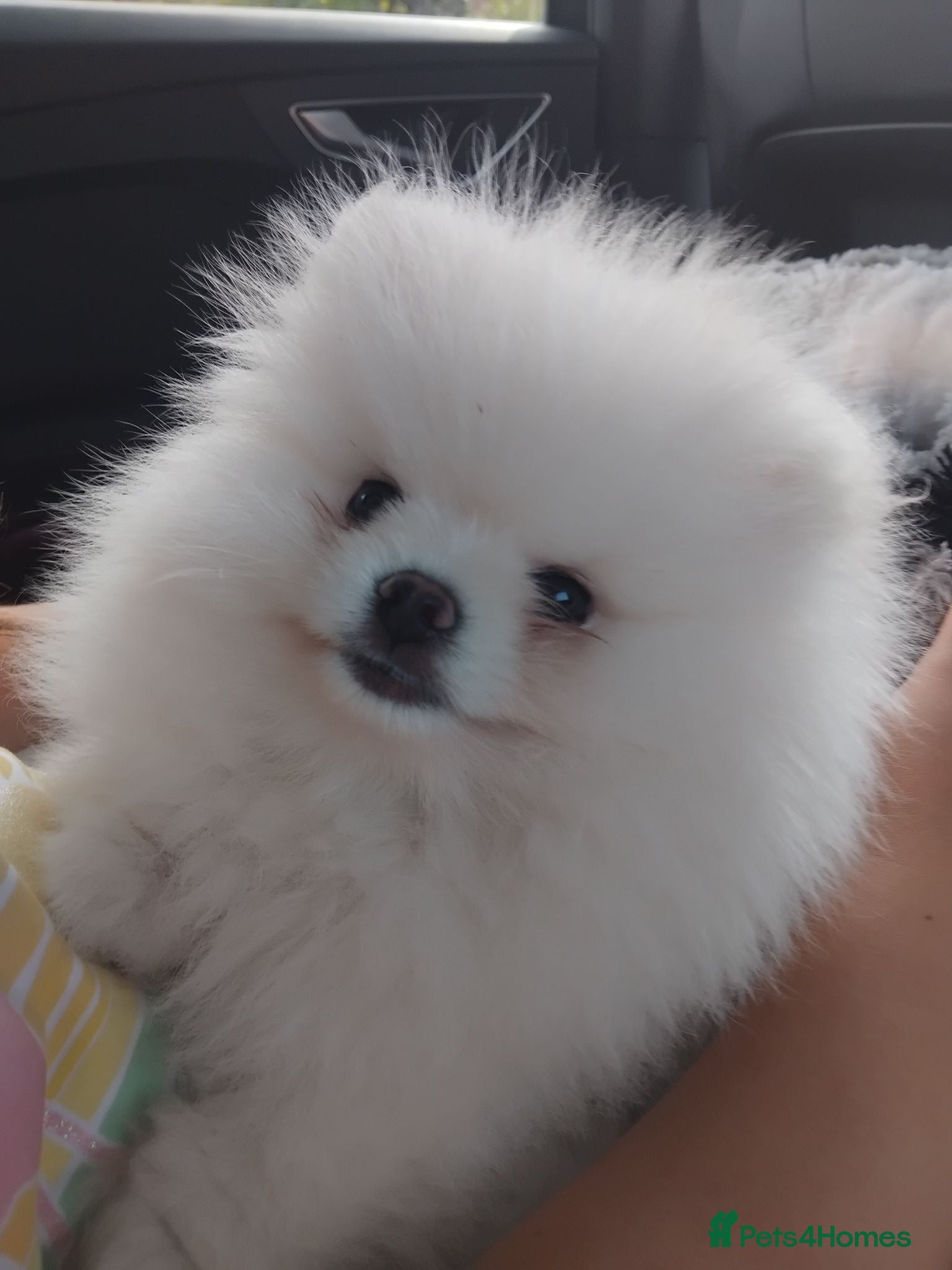 Pomeranian dogs Adorable 9-Week-Old Pomeranian Puppy Girl - Advert 1