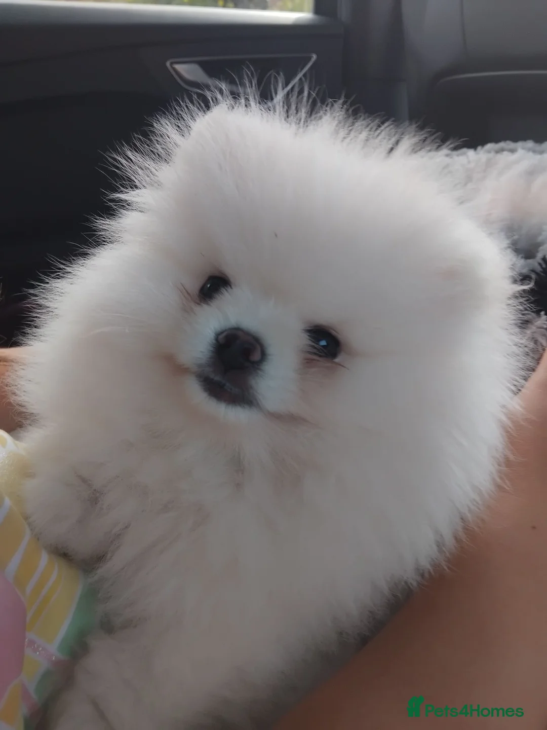 Pomeranian dogs for sale: Adorable 9-Week-Old Pomeranian Puppy Girl - Advert 1