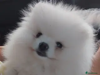 Pomeranian dogs Adorable 9-Week-Old Pomeranian Puppy Girl - Advert 1