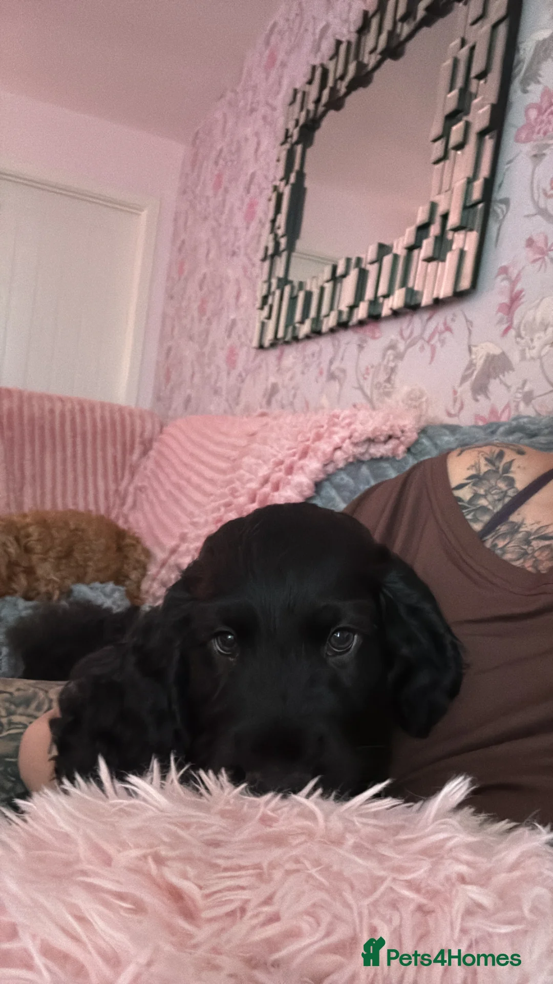 Cocker Spaniel dogs for sale: Gentle boy  - Advert 6
