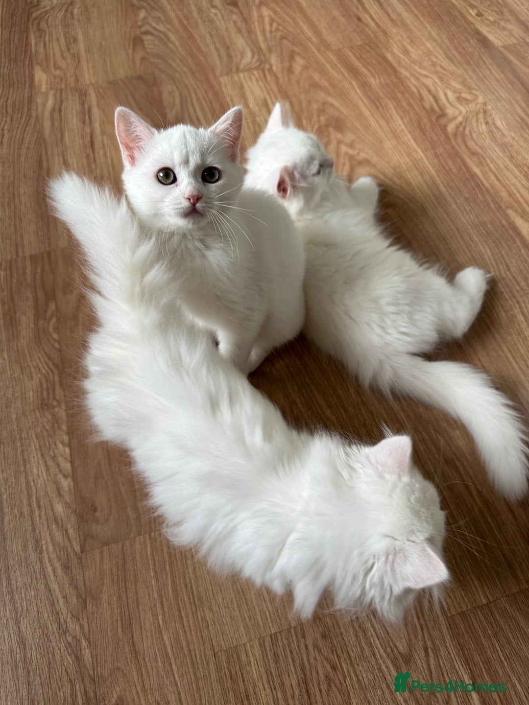 British Longhair cats for sale: Gorgeous British Longhair & Shorthair Kittens - Image 40
