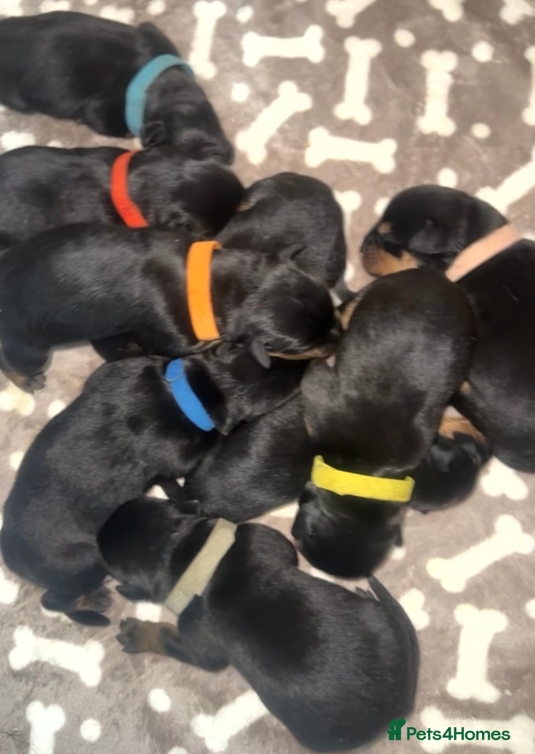 Rottweiler dogs for sale: 9 beautiful Rottweiler puppies for sale  - Advert 8