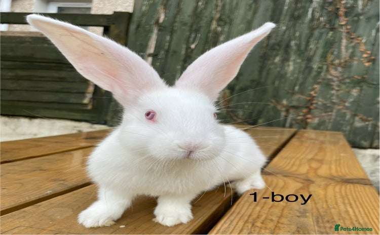 Continental Giant rabbits - Advert 15