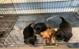 Jackapoo dogs for sale: Adorable Jackapoo puppies for sale !!!! - Image 2