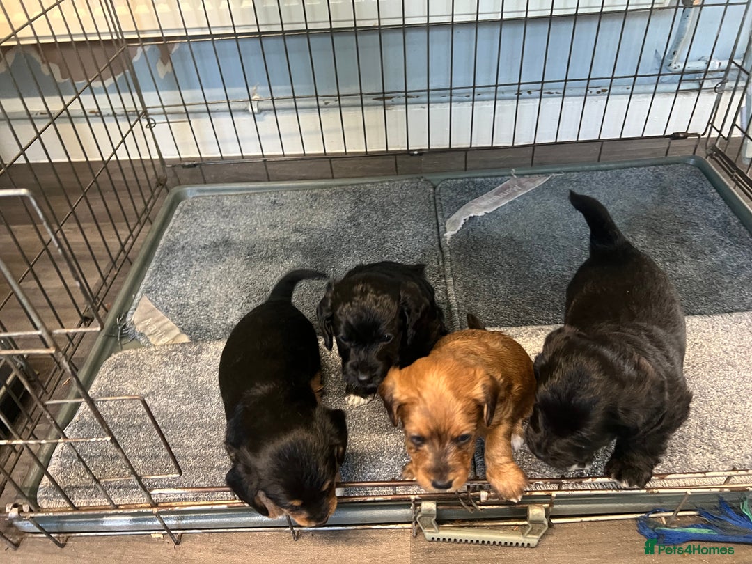 Jackapoo dogs for sale: Adorable Jackapoo puppies for sale !!!! - Image 2