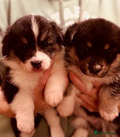 Welsh Corgi Pembroke dogs - Advert 1