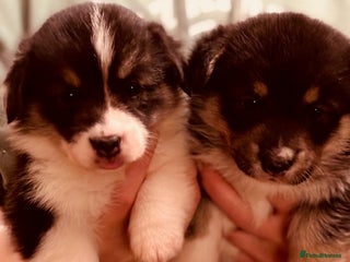 Welsh Corgi Pembroke dogs 2 Tri/KC girls from health tested parents - Advert 5