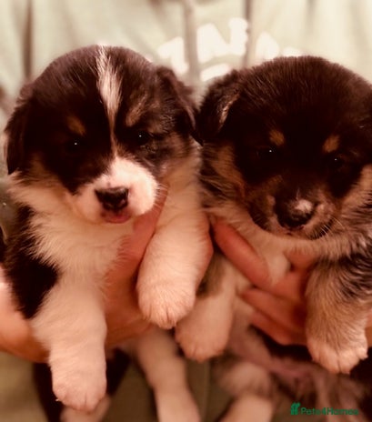 Welsh Corgi Pembroke dogs - Advert 3