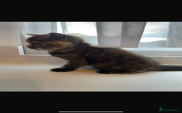British Shorthair cats for sale: Last kitten - Image 2