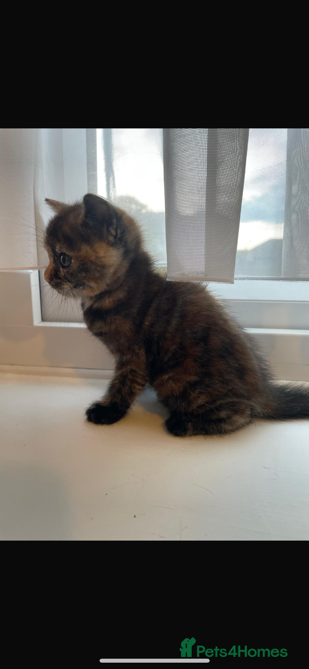 British Shorthair cats for sale: Last kitten - Image 2