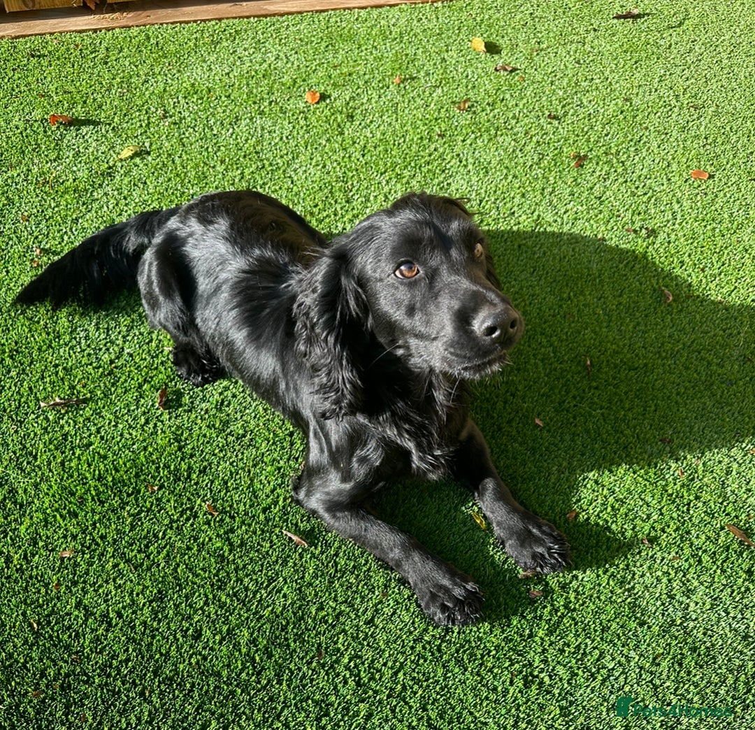Cocker Spaniel dogs for sale: Beautiful Working Cocker Spaniel Puppies - Image 9
