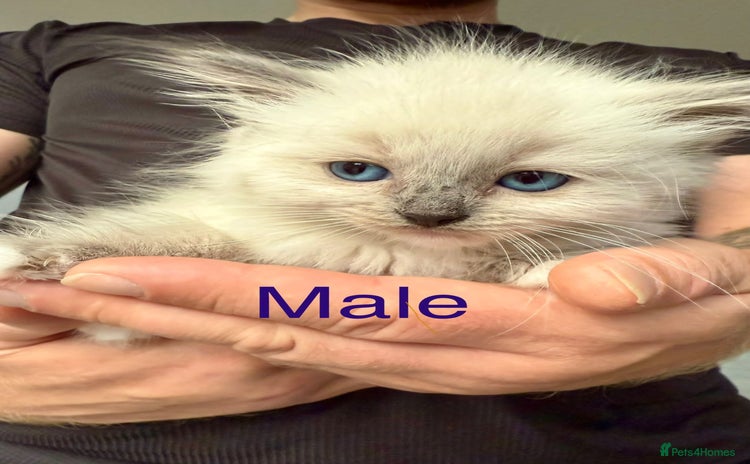 Mixed Breed cats - Advert 11