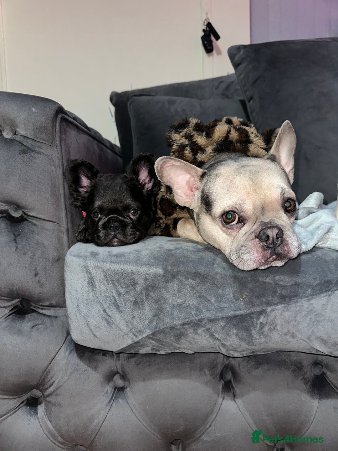 French Bulldog dogs for sale: Black fluffy French bulldog female  - Image 5