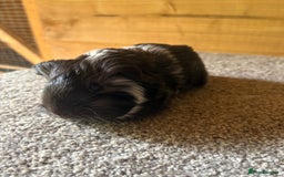 Guinea Pig rodents for sale: Pure Sheltie Guinea Pig Boars - Image 2