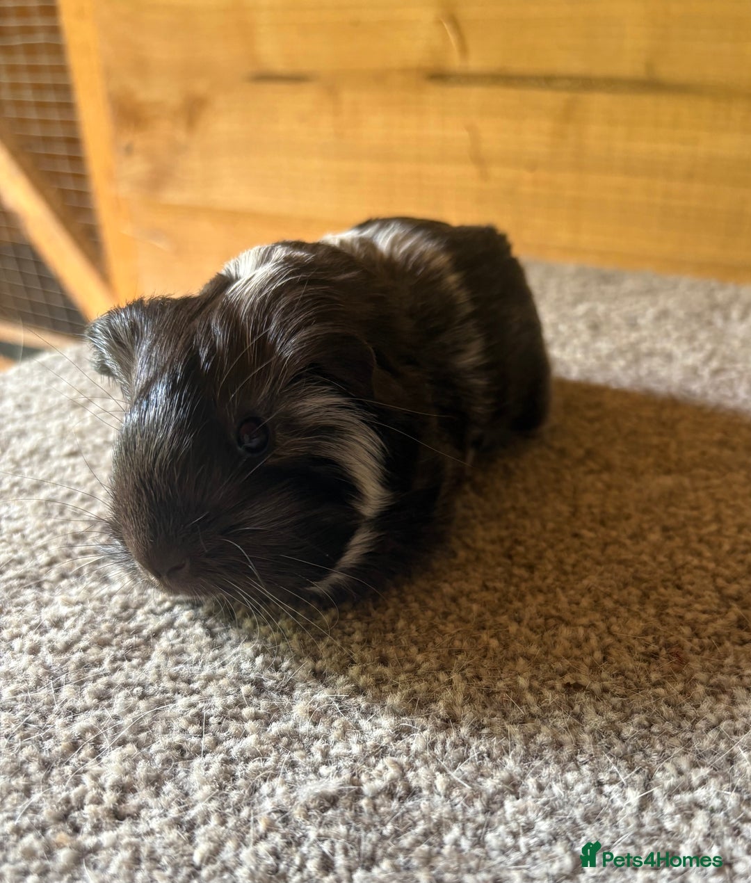Guinea Pig rodents for sale: Pure Sheltie Guinea Pig Boars - Image 2