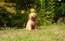 Labradoodle dogs for sale: 2nd Generation Labradoodles - Image 6
