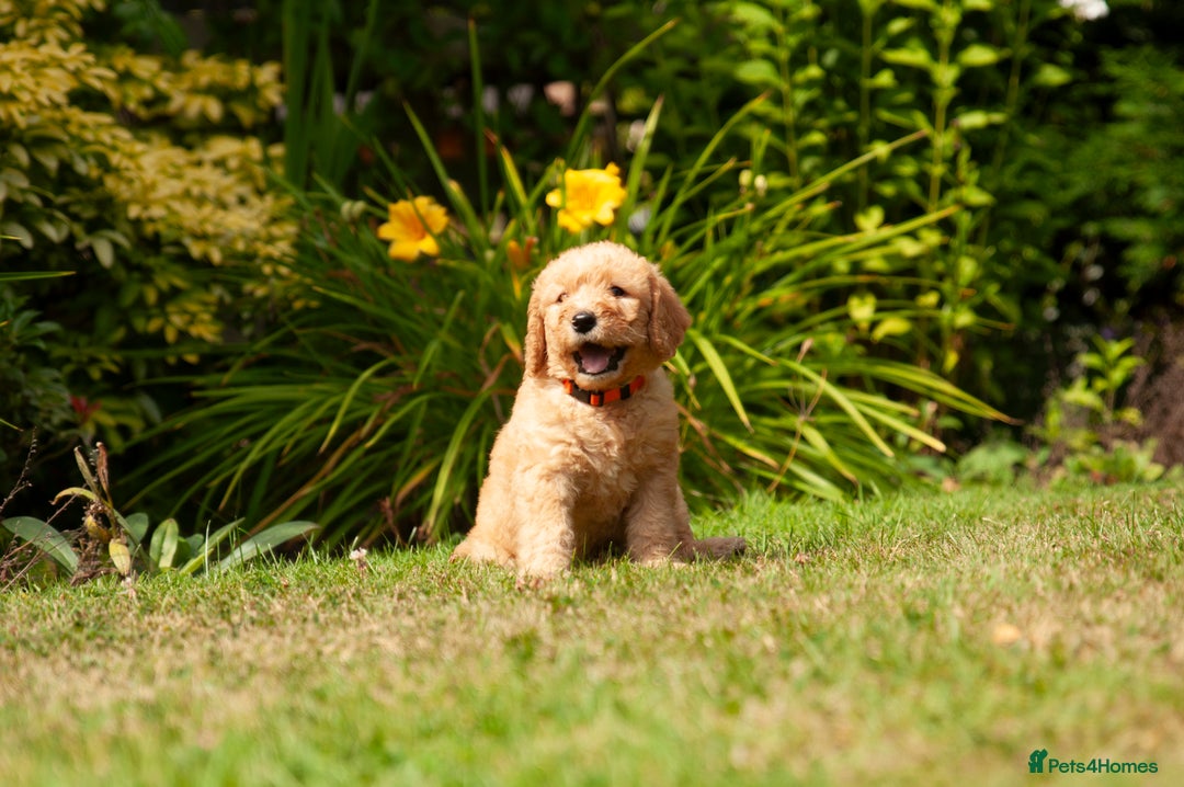Labradoodle dogs for sale: 2nd Generation Labradoodles - Image 6