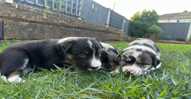 Border Collie dogs - Advert 3