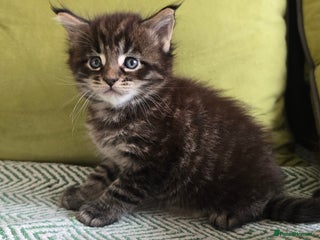 Maine Coon cats Maine Coon Kittens reservation - Advert 18