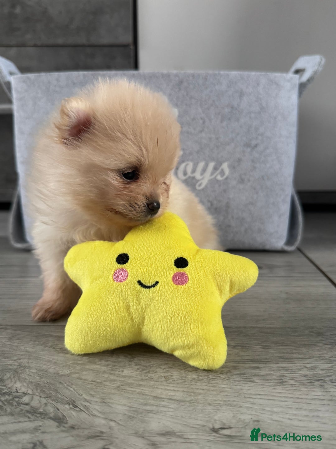 Pomeranian dogs for sale: KC registered Pomeranian puppies - Image 24