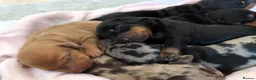 Dachshund dogs for sale: Standard Dachshund Puppies  - Advert 8