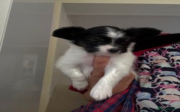 Papillon dogs for sale: KC reg petite Papillon puppies for forever homes - Image 11