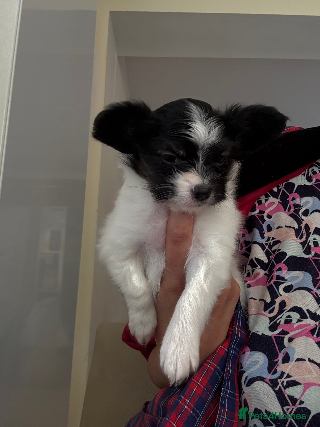 Papillon dogs for sale: KC reg petite Papillon puppies for forever homes - Image 11