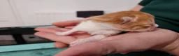 Mixed Breed cats for sale: Beautiful Unique Kittens Now Available to Reserve in Salisbury - Advert 32