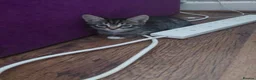 Mixed Breed cats for sale: Beautiful kitten's  - Advert 22